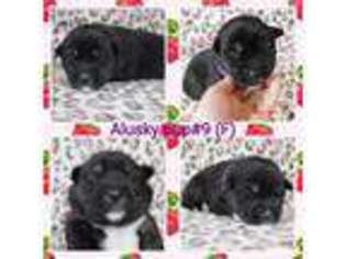 Alaskan Malamute Puppy for sale in Lunenburg, VT, USA