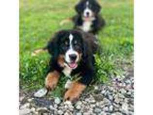 Bernese Mountain Dog Puppy for sale in Holland, NY, USA