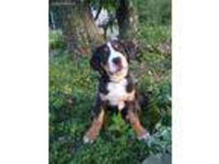 Greater Swiss Mountain Dog Puppy for sale in Penn Run, PA, USA