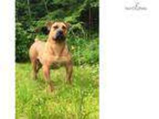 Boerboel Puppy for sale in Oneonta, NY, USA