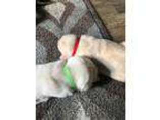 Labrador Retriever Puppy for sale in Rockville, IN, USA