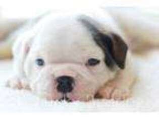 Bulldog Puppy for sale in Mineral, VA, USA