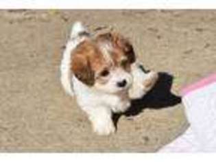 Jack Russell Terrier Puppy for sale in Sistersville, WV, USA