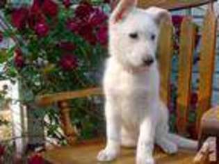 German Shepherd Dog Puppy for sale in LEWISTOWN, PA, USA