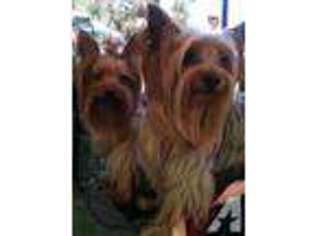 Yorkshire Terrier Puppy for sale in CORONA DEL MAR, CA, USA