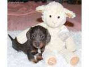 Dachshund Puppy for sale in Sedalia, MO, USA