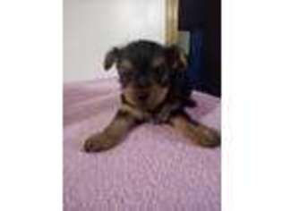 Yorkshire Terrier Puppy for sale in Decatur, IN, USA