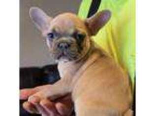 French Bulldog Puppy for sale in Bath, SD, USA
