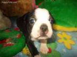 Boston Terrier Puppy for sale in Gaston, SC, USA