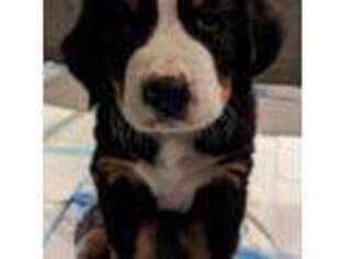Bernese Mountain Dog Puppy for sale in Richwood, OH, USA