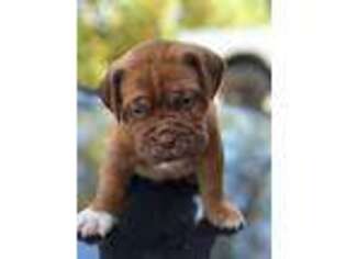 American Bull Dogue De Bordeaux Puppy for sale in White City, OR, USA