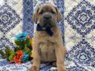 Cane Corso Puppy for sale in Lancaster, PA, USA