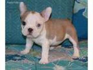 French Bulldog Puppy for sale in Park City, KY, USA