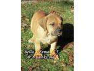Boerboel Puppy for sale in Shipshewana, IN, USA