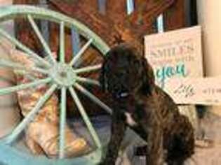 Mastiff Puppy for sale in Coraopolis, PA, USA