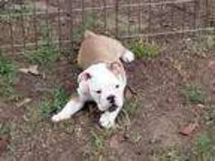 Bulldog Puppy for sale in Tyler, TX, USA