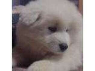 Samoyed Puppy for sale in Cashton, WI, USA