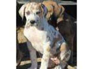 Great Dane Puppy for sale in Solomon, KS, USA