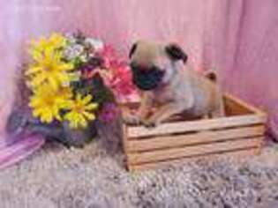 Pug Puppy for sale in New Sharon, IA, USA