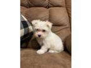 Maltese Puppy for sale in Glenwood, AR, USA