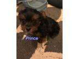 Yorkshire Terrier Puppy for sale in Pocahontas, AR, USA