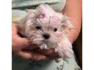 Maltese Puppy for sale in Oroville, WA, USA