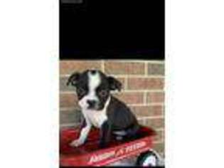 Boston Terrier Puppy for sale in Shreve, OH, USA