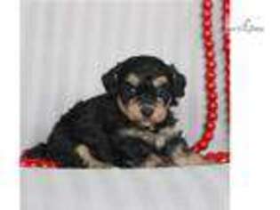 Brittany Puppy for sale in Harrisburg, PA, USA