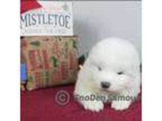 Samoyed Puppy for sale in Saint Louis, MO, USA