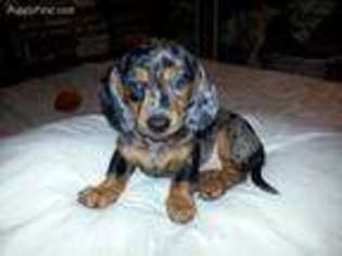 Dachshund Puppy for sale in Flat Rock, NC, USA