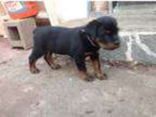 Rottweiler Puppy for sale in Lakeside, CA, USA