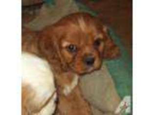 Cavalier King Charles Spaniel Puppy for sale in SARDINIA, OH, USA