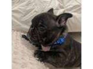 French Bulldog Puppy for sale in Pompton Lakes, NJ, USA