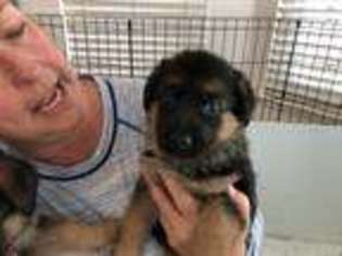 German Shepherd Dog Puppy for sale in Alta Loma, CA, USA
