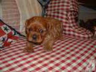 Cavalier King Charles Spaniel Puppy for sale in ALEXANDRIA, KY, USA