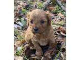 Cavapoo Puppy for sale in Norway, MI, USA