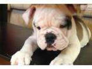 Bulldog Puppy for sale in Arlington, VA, USA