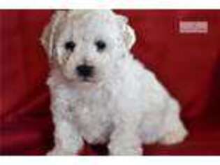 Bichon Frise Puppy for sale in Harrisburg, PA, USA