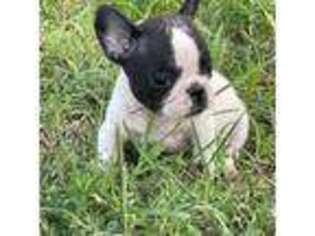 French Bulldog Puppy for sale in Hermiston, OR, USA