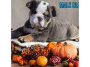 Bulldog Puppy for sale in Zanesville, OH, USA