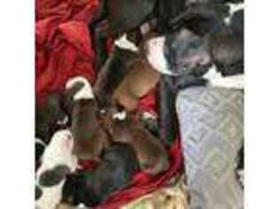 Staffordshire Bull Terrier Puppy for sale in Cleveland, OH, USA