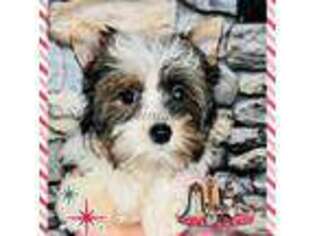 Biewer Terrier Puppy for sale in Burnsville, NC, USA