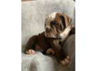 Alapaha Blue Blood Bulldog Puppy for sale in Glendive, MT, USA