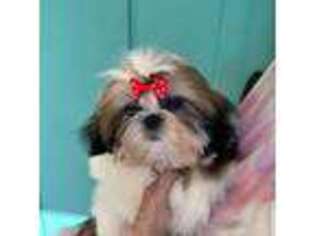 Mutt Puppy for sale in Coldwater, MS, USA