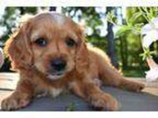 Cavapoo Puppy for sale in Clarksburg, MD, USA