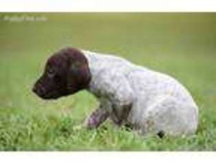 German Shorthaired Pointer Puppy for sale in Glennville, GA, USA