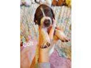 German Shorthaired Pointer Puppy for sale in Colorado Springs, CO, USA