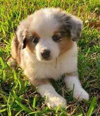 Australian Shepherd Puppy for sale in Damon, TX, USA