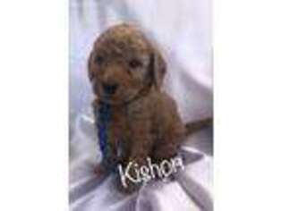 Goldendoodle Puppy for sale in Lebanon, PA, USA
