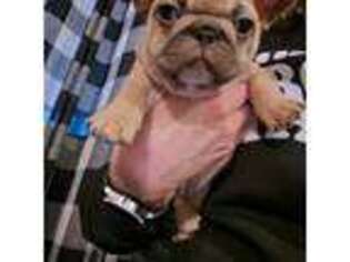 French Bulldog Puppy for sale in Cameron, MO, USA